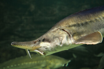 Sturgeon fish (kaluga, beluga)  swim at the bottom of the aquarium. Fish underwater.