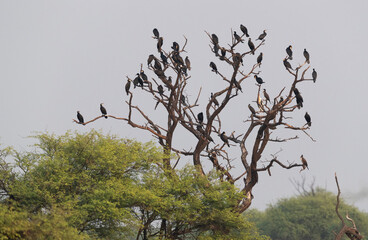 Great cormorants  perched on a tree trunk Keoladeo Ghana National Park, Bharatpur, India