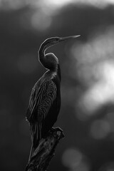 Darter during sunset at Keoladeo Ghana National Park, Bharatpur, India