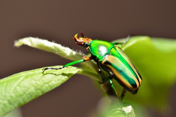 Rosenkäfer Männchen