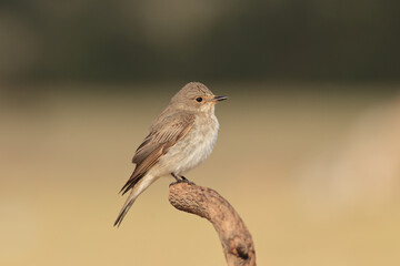 standing on a branch Muscicapa striata 
