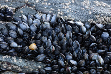 Mussels on Rock, Low Tide, Cornwall, Stock Photo