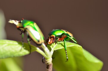 Eudicella hornimani Pärchen