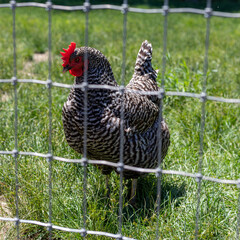 range chicken in grass