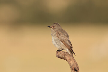standing on a branch Muscicapa striata 