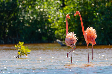pink flamingo on the water