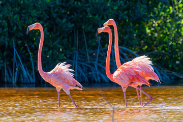 pink flamingo on the sisal swamp