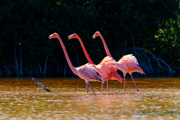3 pink flamingos in the water in a row