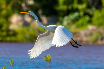 great white heron