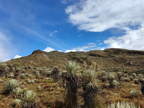 Paisaje del paramo del Sumapaz Colombia, diversidad  