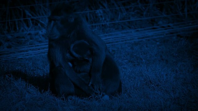 Mother Monkey Looking After Baby At Night In Reserve