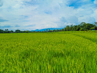 Panoramic view of green rice fields and beautiful blue sky in Indonesia.