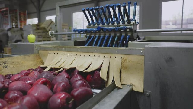 Sorting red apples on an automatic line