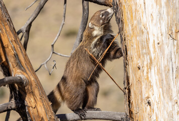 Cute White Nosed Coatimundi in the Chiricahua Mountains Arizona