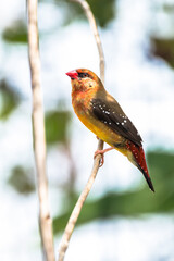 The red avadavat (Amandava amandava), red munia or strawberry finch