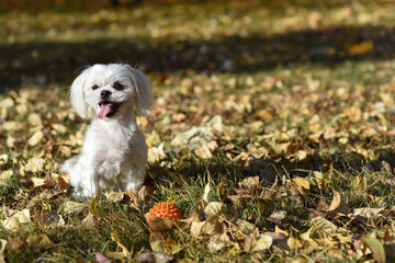 Puppy purebred Maltese lapdog is playing in the meadow with the ball in autumn park. Miniature companion dog.Text Space.