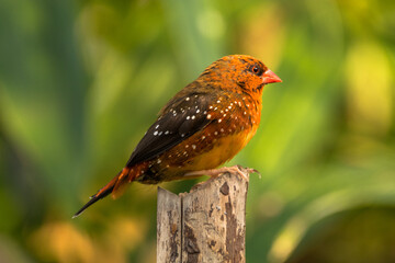 The red avadavat (Amandava amandava), red munia or strawberry finch