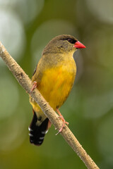 Fototapeta premium The red avadavat (Amandava amandava), red munia or strawberry finch