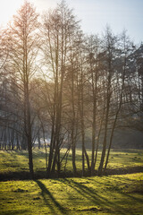 Bäume auf einer Wiese bei Abendlicht