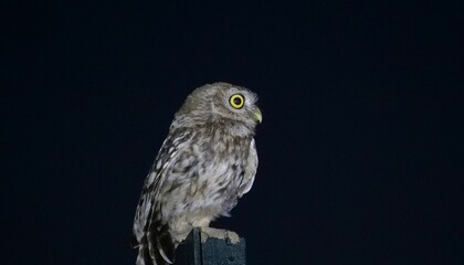 horned owl, mochuelo en la noche