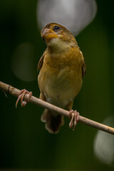 The streaked weaver (Ploceus manyar)