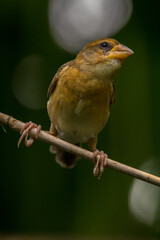 The streaked weaver (Ploceus manyar)