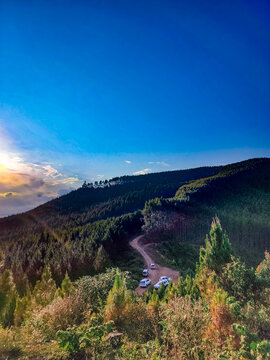 landscape pine forest in pavas, valle del cauca colombia