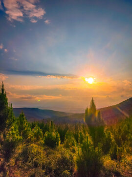 landscape pine forest in pavas, valle del cauca colombia