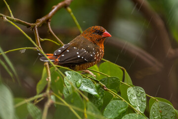 The red avadavat (Amandava amandava), red munia or strawberry finch