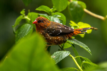 The red avadavat (Amandava amandava), red munia or strawberry finch