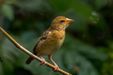 The streaked weaver (Ploceus manyar)