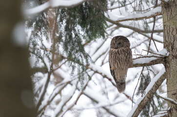 Ural owl in the forest,  owl on the branch