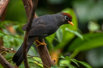 The chestnut-capped laughingthrush (Pterorhinus mitratus), also known as the spectacled laughingthrush