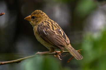 The streaked weaver (Ploceus manyar)