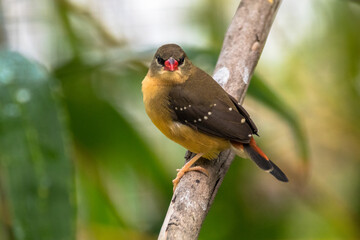 The red avadavat (Amandava amandava), red munia or strawberry finch