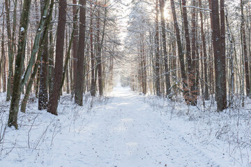 
Frosty day in the winter forest. There is snow and sun all around