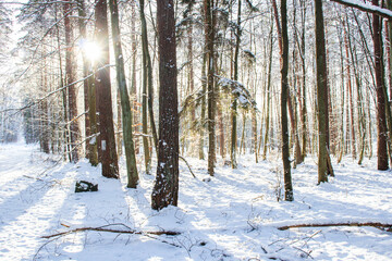 
Frosty day in the winter forest. There is snow and sun all around