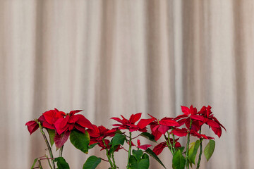Poinsettias in dark pots opposite the curtains