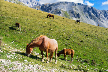 Fototapeta na wymiar Wild horses grazing in scenic mountain landscape. Gran Sasso National Park, Abruzzo, Italy.