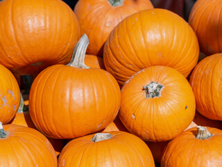 Many Juicy orange pumpkins on display at the market.