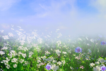 Summer blurred landscape - fog is rising over flowering meadow with tiny white flowers and blue cornflowers. Morning freshness and amazing beauty of summer rural nature, space for text