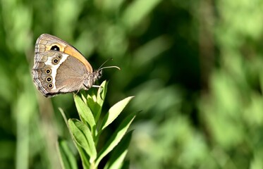 Pyronia bathseba, spanish gatekeeper butterfly close-up