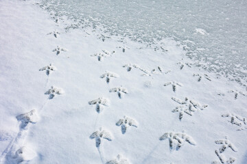 Wild turkey tracks in the snow on the edge of a frozen pond in the winter.
