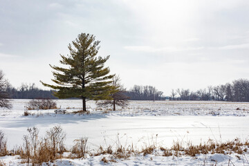 A frozen pond in the winter on a farm with a white pine tree and a picnic table.