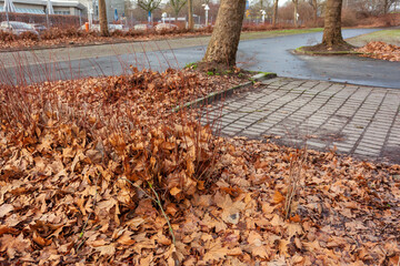 Autumn park scenery with fallen leaves. Park Landscape