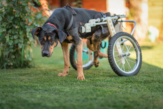 Portrait of a kind sad dog in a wheelchair.