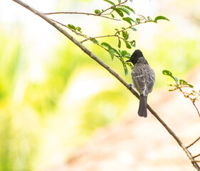 The red-vented bulbul (Pycnonotus cafer) is a member of the bulbul family of passerines. It is a resident breeder across the Indian subcontinent,