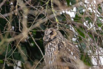horned owl
