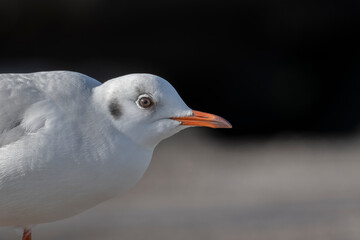 black headed gull