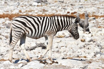 Obraz na płótnie Canvas Zebrafohlen am Wasserloch Kalkheuwel im Etoscha Nationalpark in Namibai. 